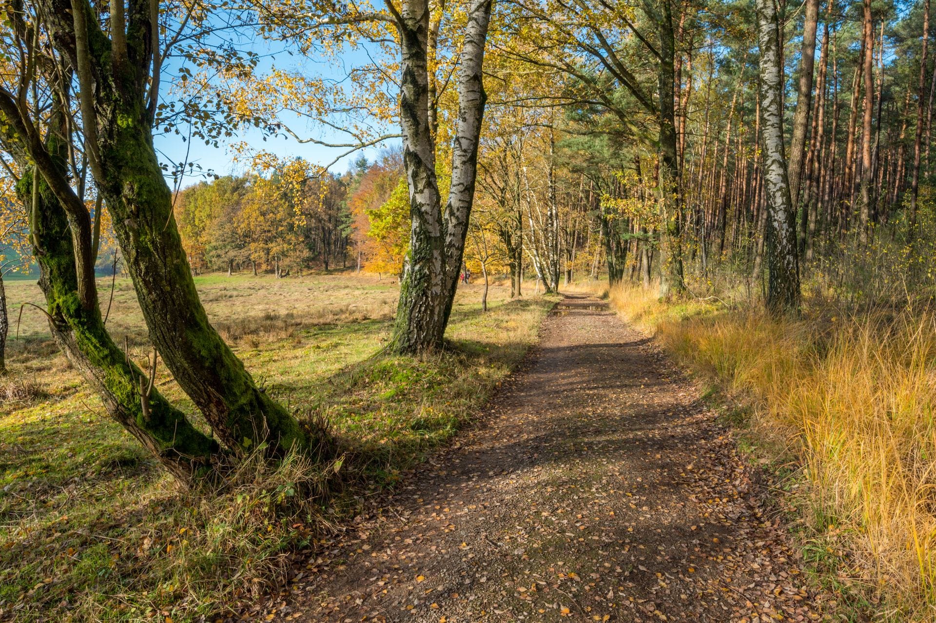 Waldweg im Herbstlicht – Symbol für neue Perspektiven